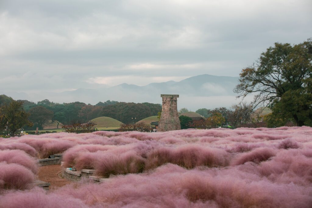 Scenic view of pink muhly grass field with ancient observatory and mountains in the background.